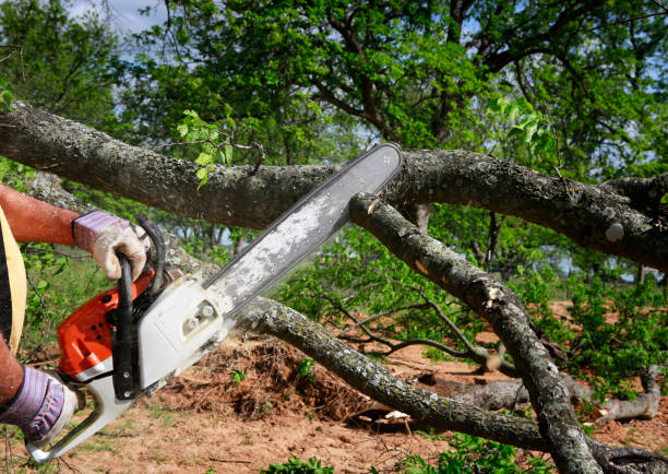 Best Tree Preservation Services  in Granger, IN